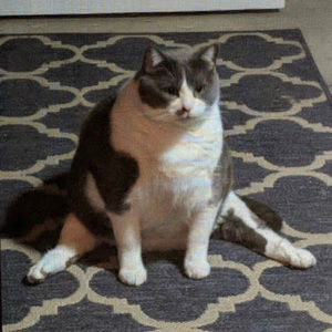 Meet your Posher, Josie